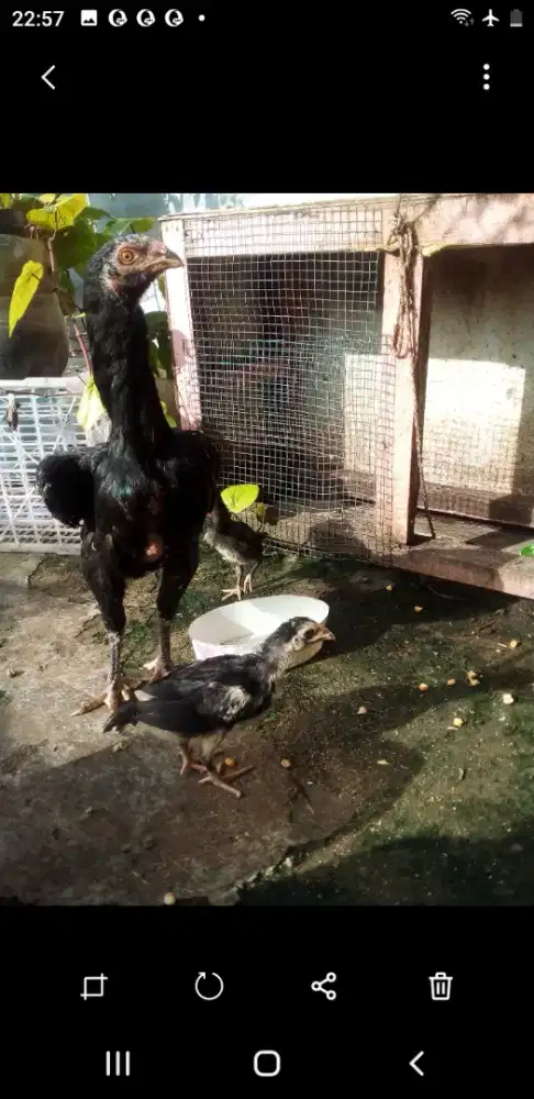 Ayam betina sdh pro