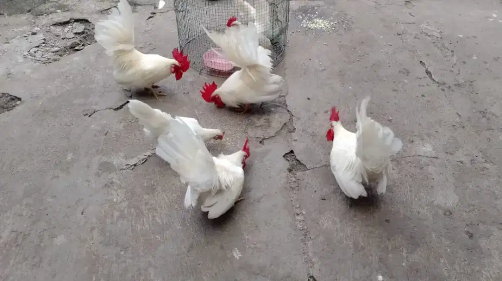 Ayam kate hias mataraman murah