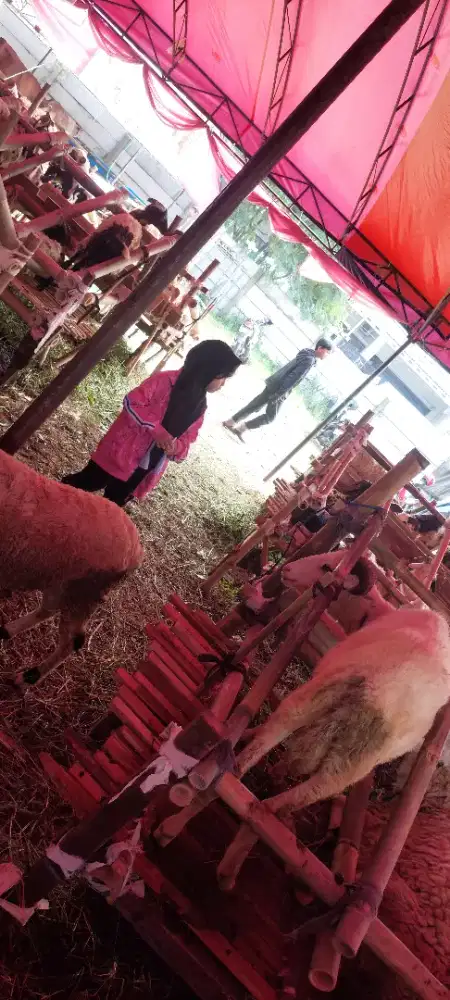 Jual Hewan Domba Bersyariat Mekersari babakan sari antapani kota bdg