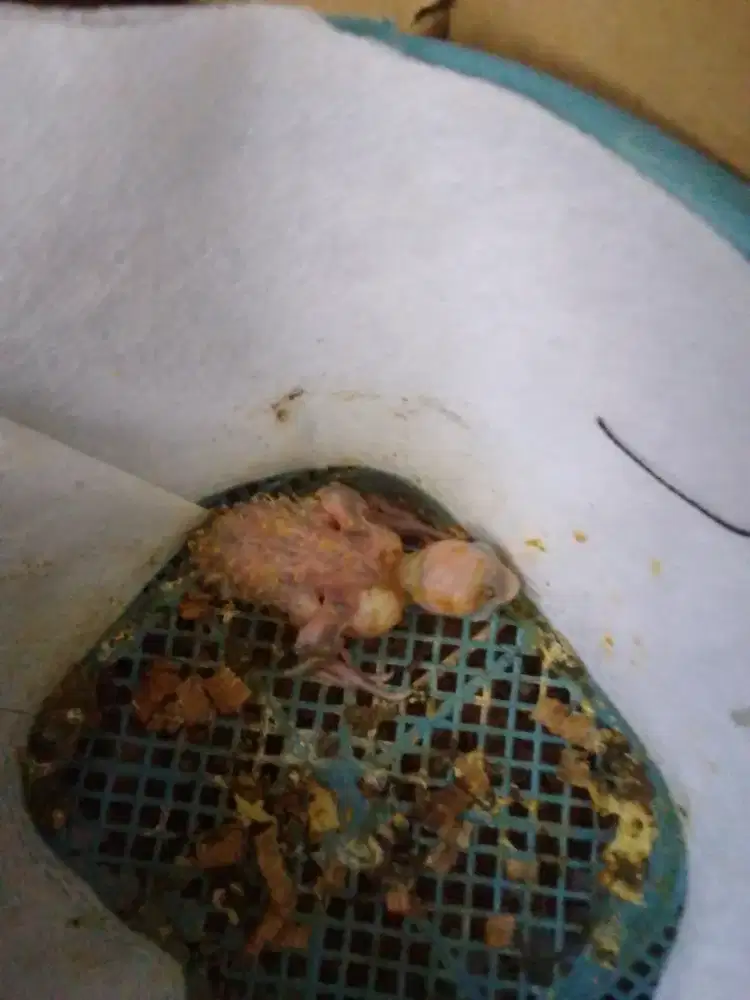 Lovebird masih di lolohin