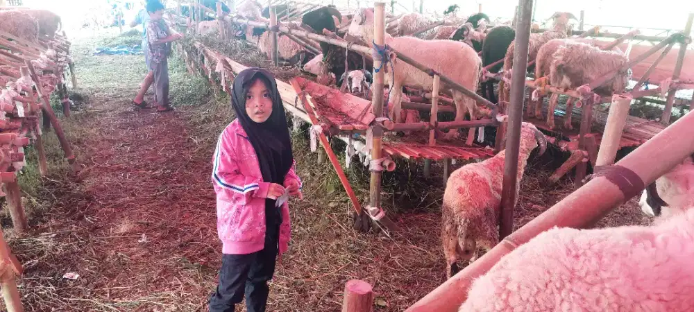 Jual Domba Qurban di bbs Mekarsari babakansari Antapani