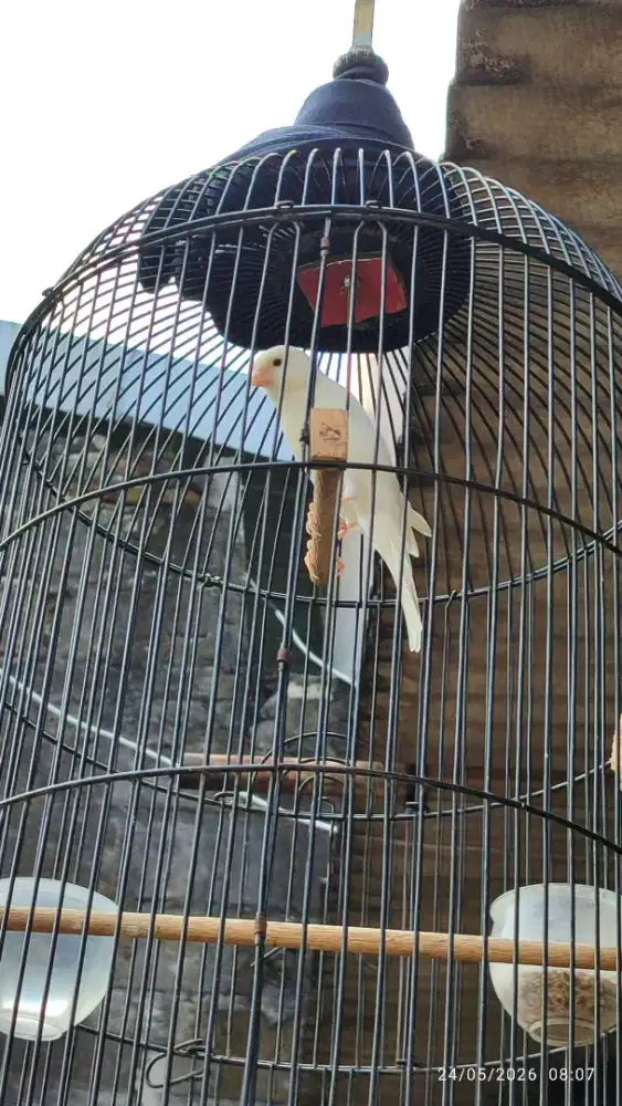 Kenari putih muda SF