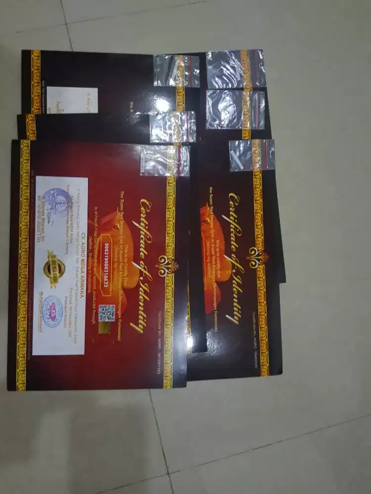 Dijual Sertifikat & Chip Ikan Arwana Super Red