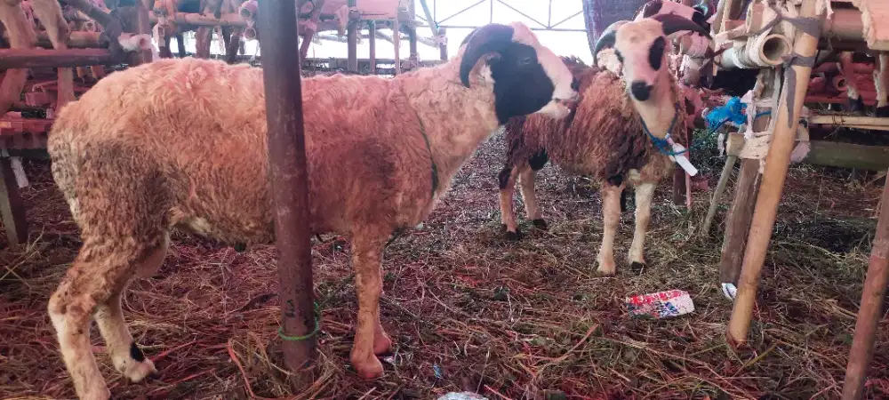 Hewan Qurban Domba dan Sapi Antapni Babakansari bandung