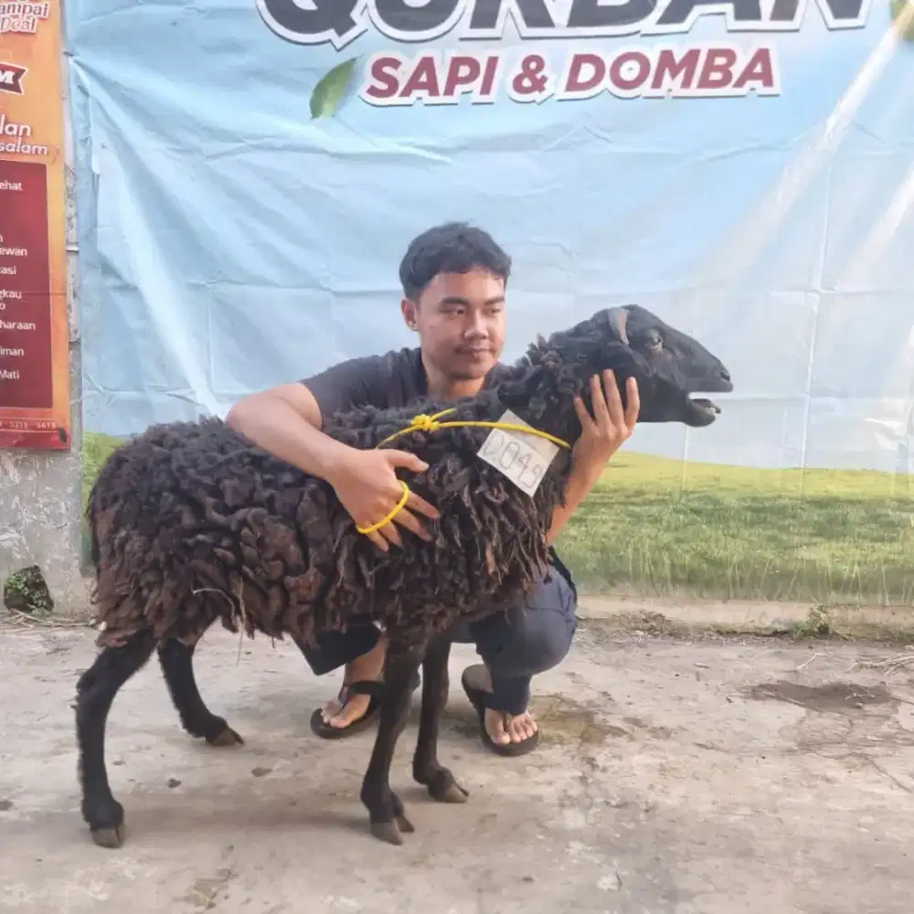 DOMBA DAN SAPI QURBAN