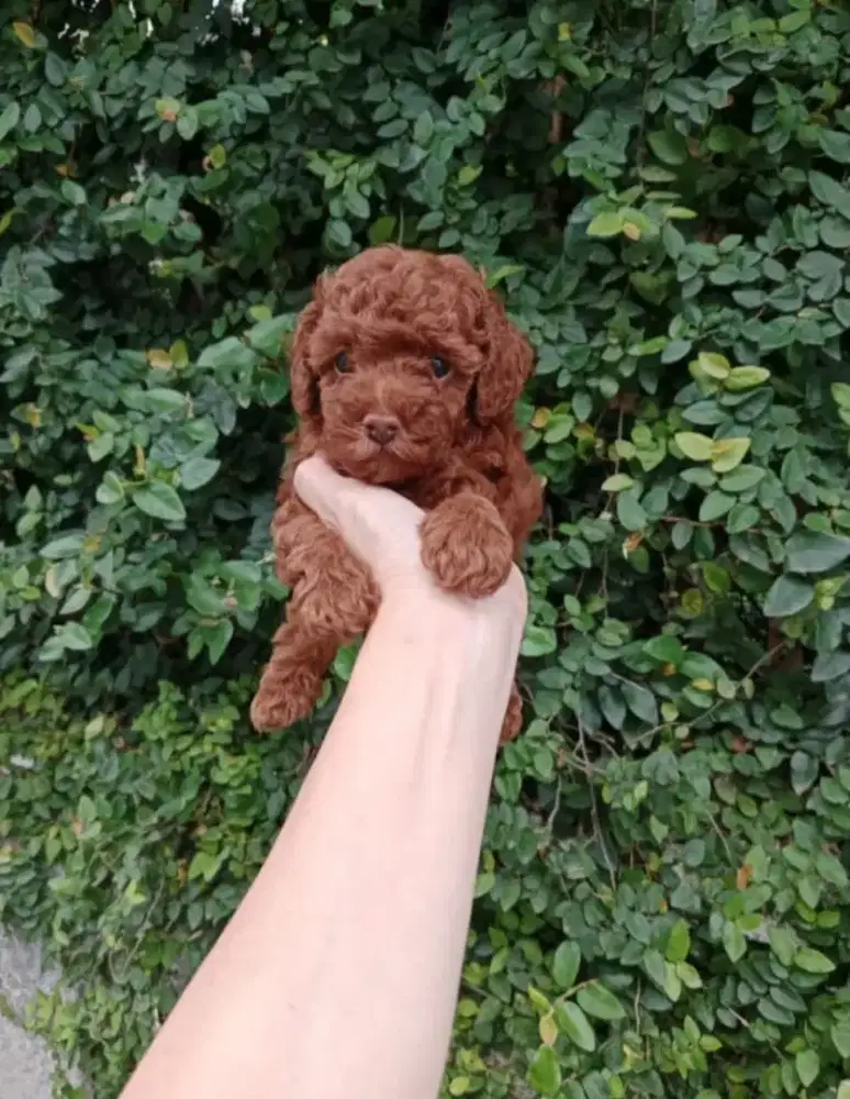 Toy Poodle red betina •BROWNIES•
