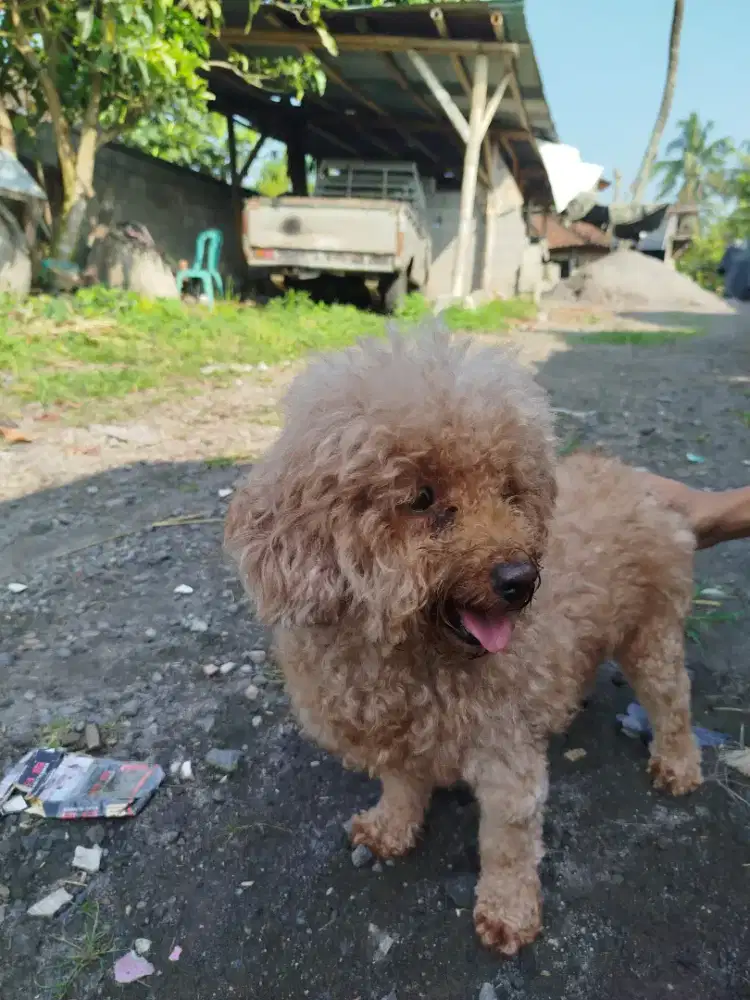 Poodle betina indukan stambum