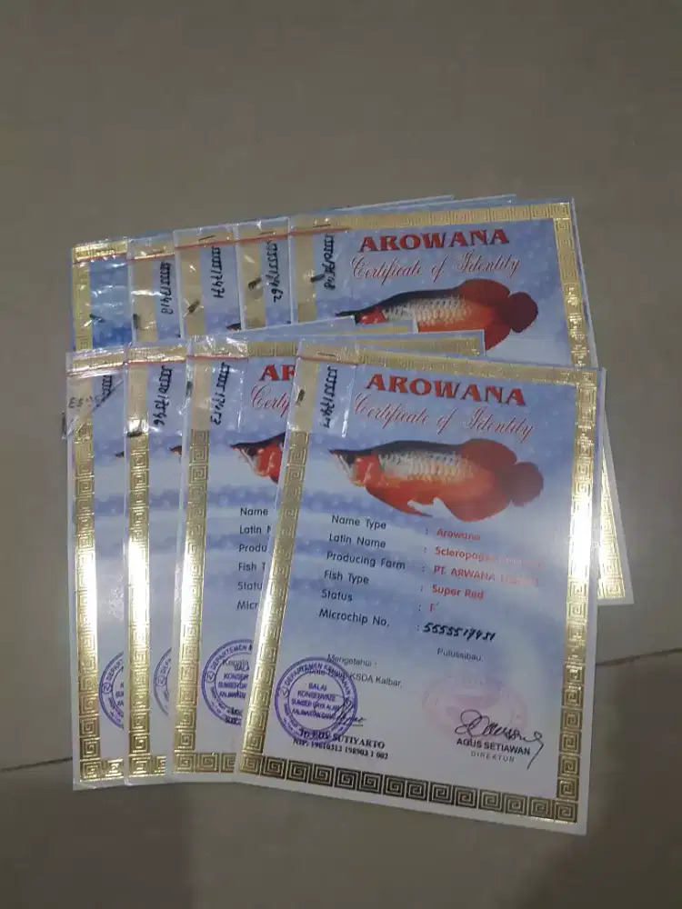 Sertifikat dan Chip Kusus Arowana Super Red