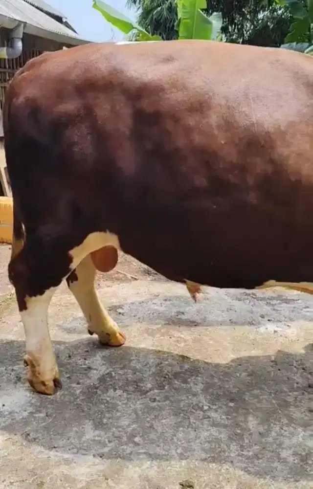 Jual sapi kurban