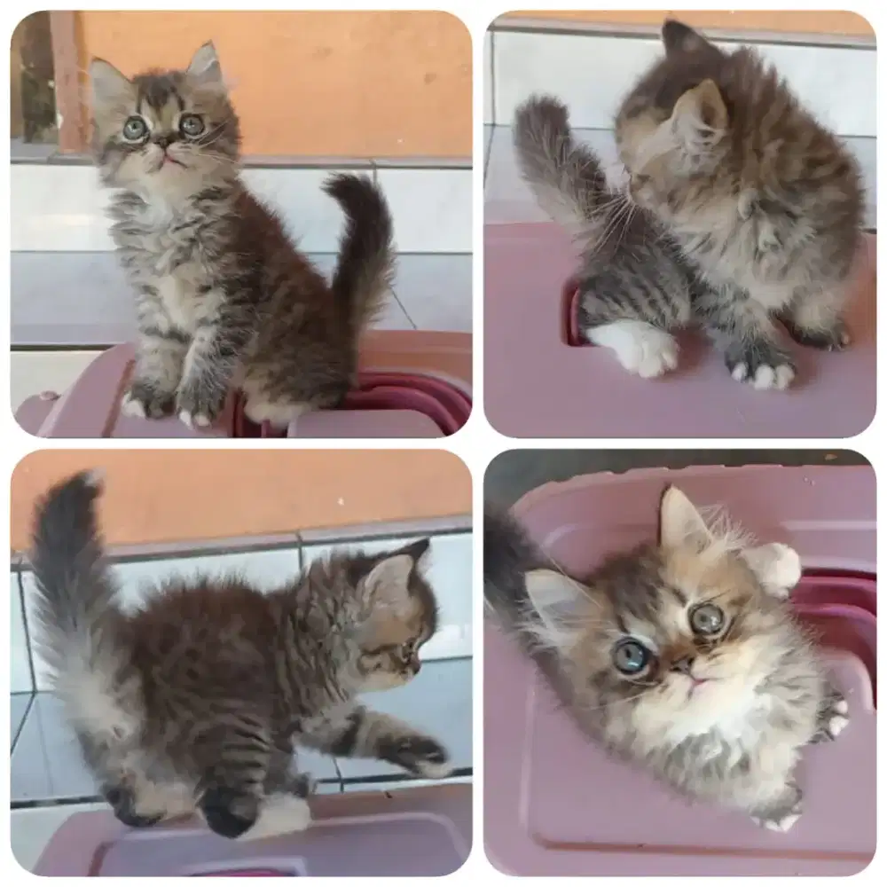 Kitten jantan Tabby