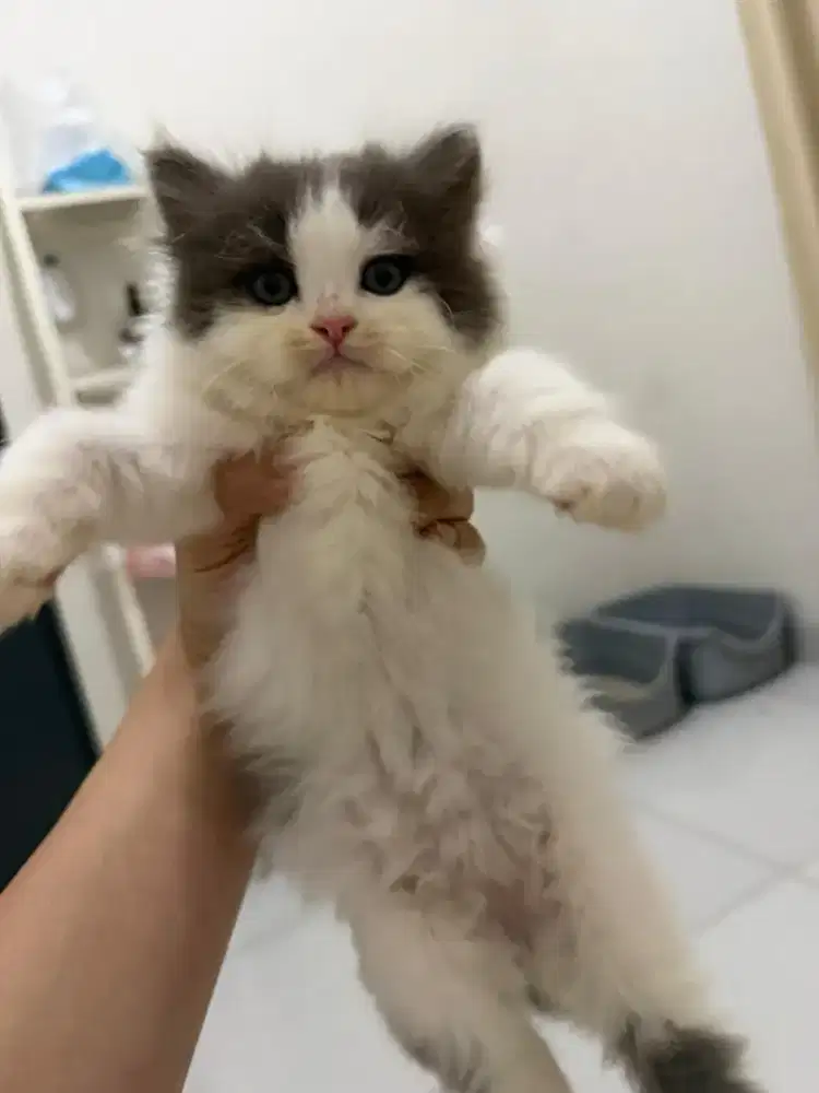 Open Adopt Kitten Anakan Persian Doll 1,5 Bulan