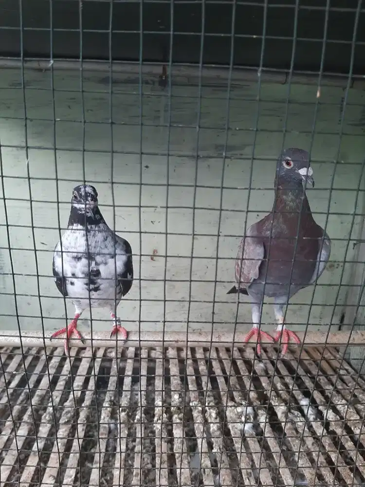 Jual Burung dara pos sepasang 150.000 bisa (Nego)