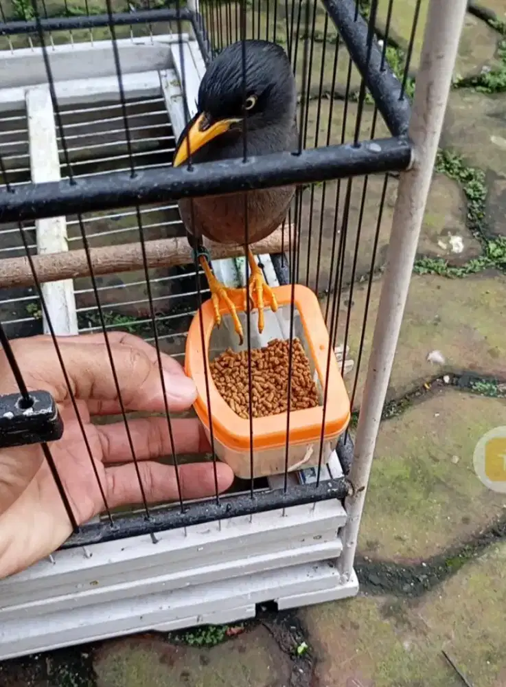 Jalak kebo jinak