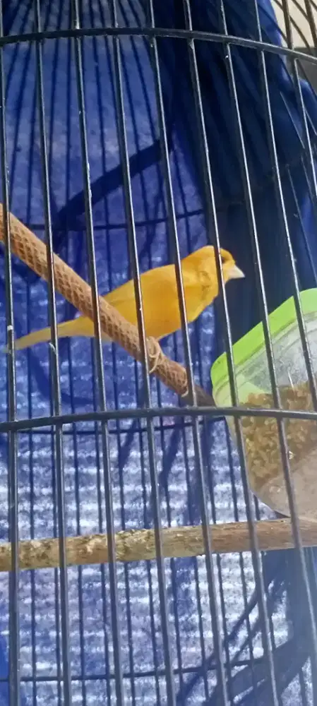 kenari jantan kuning