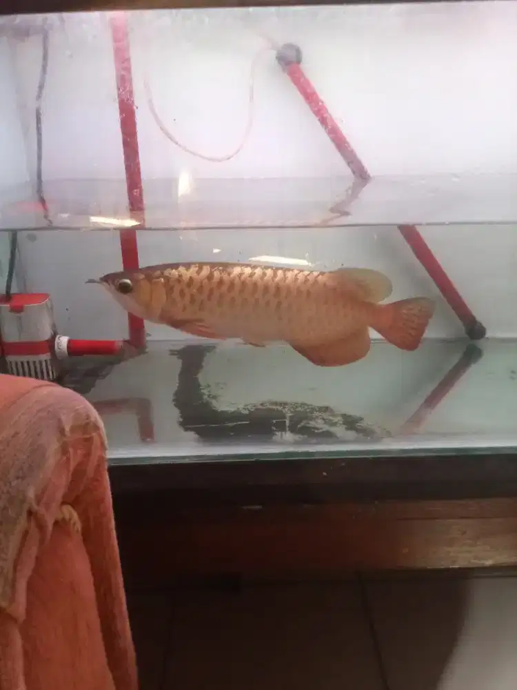Ikan arwana crossback gold 24k Malaysia