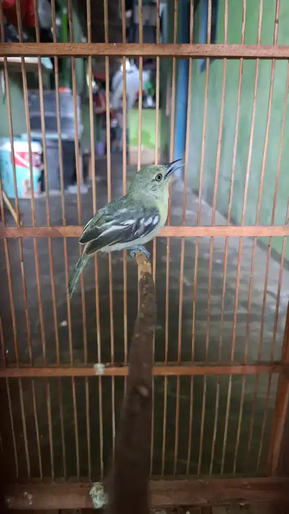 Burung cipow pastol cetrekan