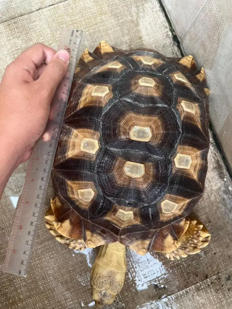 Sulcata female besar butuh laku