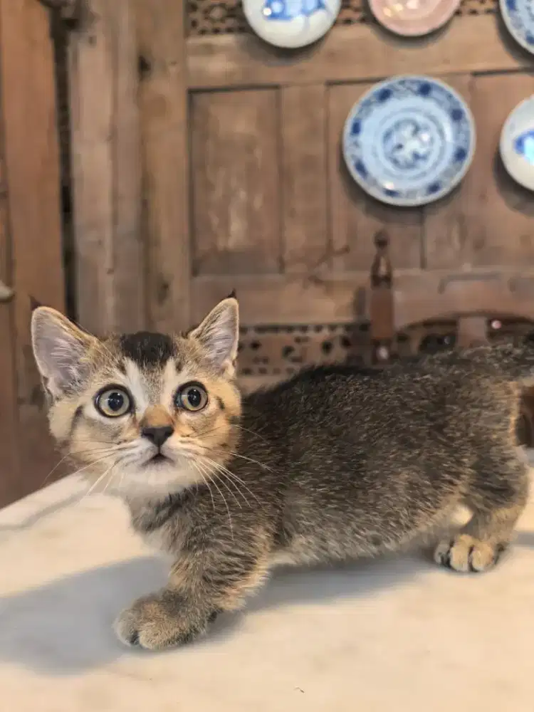 BSH Munchkin Scottish Fold