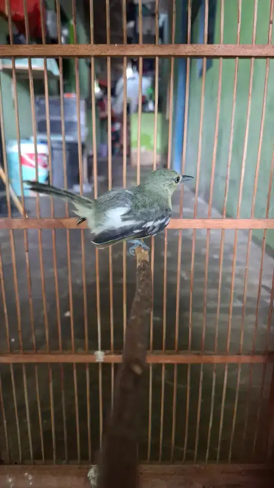 Burung cipow pastol cetrekan