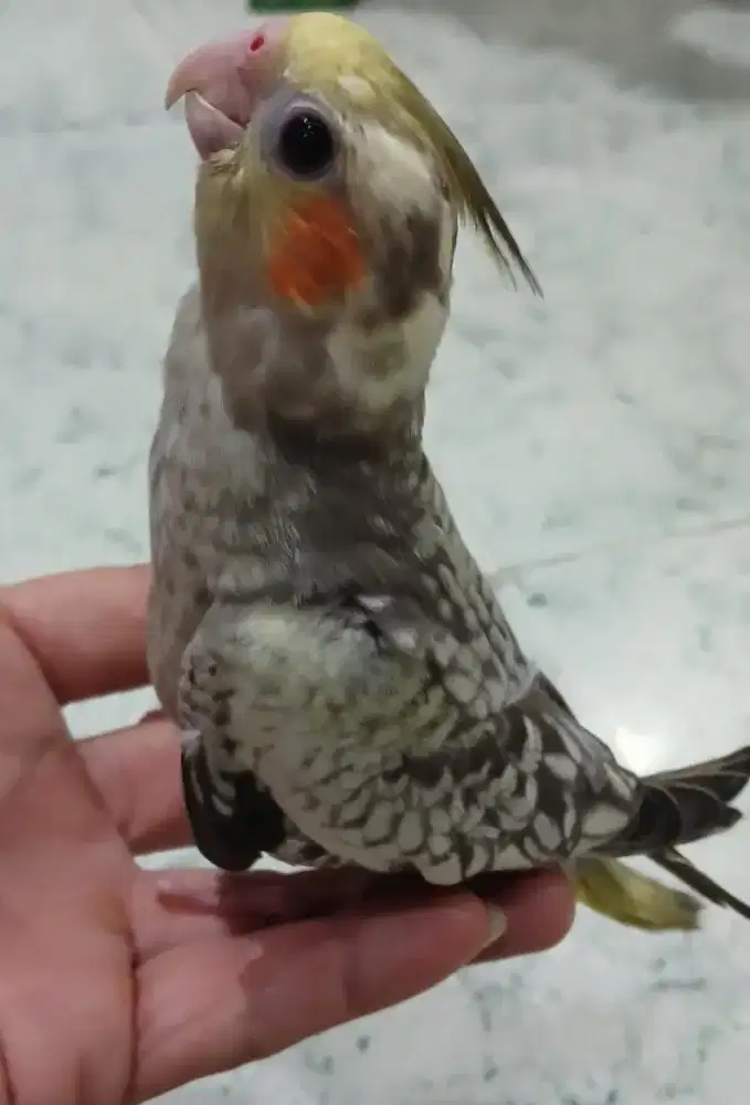 Burung falk cockateil