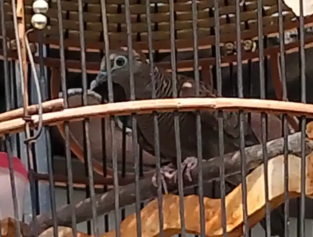 Jual burung perkutut cemani kol Buntet gacor murah meriah