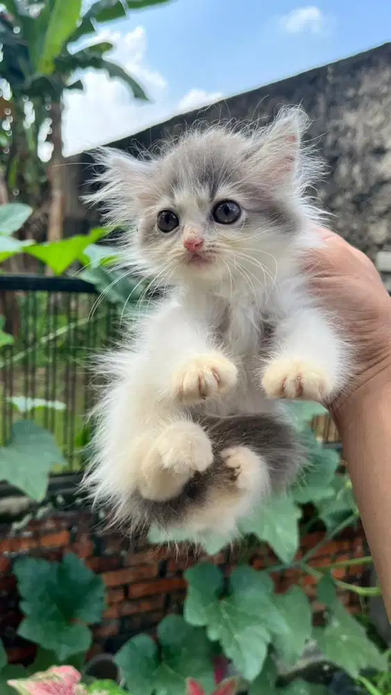 Kucing Kitten Persia Lucu