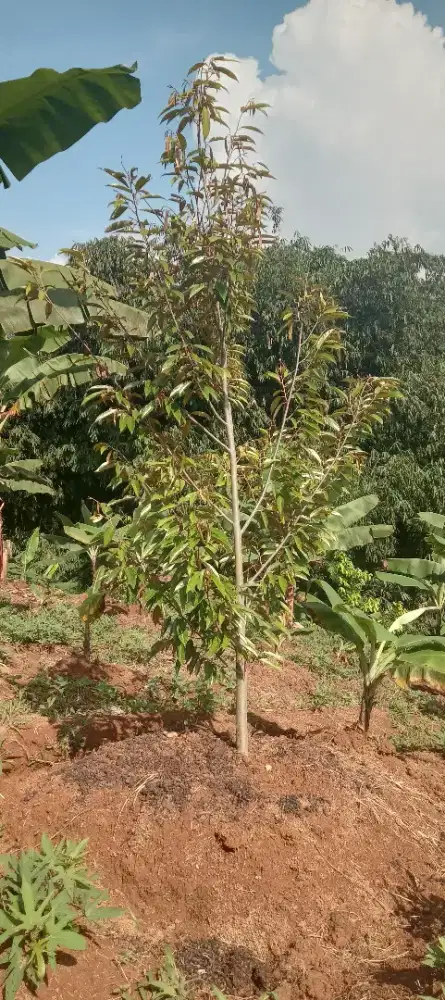 lahan tanah/kebun Durian,pisang GalpenisLuas 7892mtr².