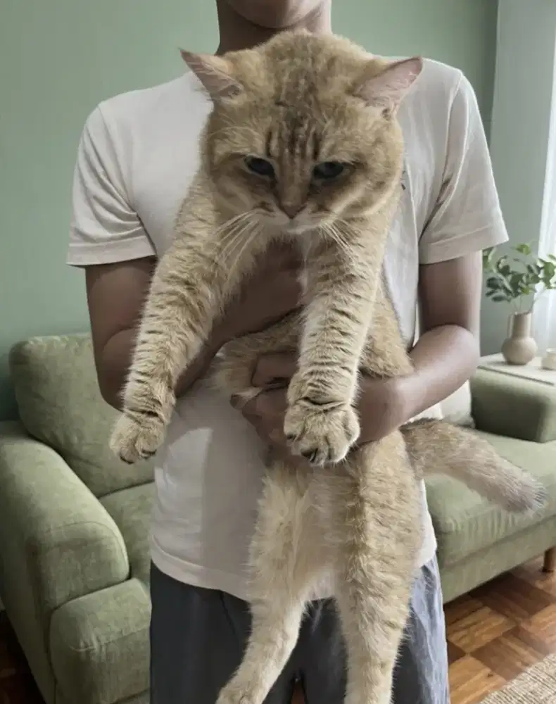 Kucing Munschin  betina