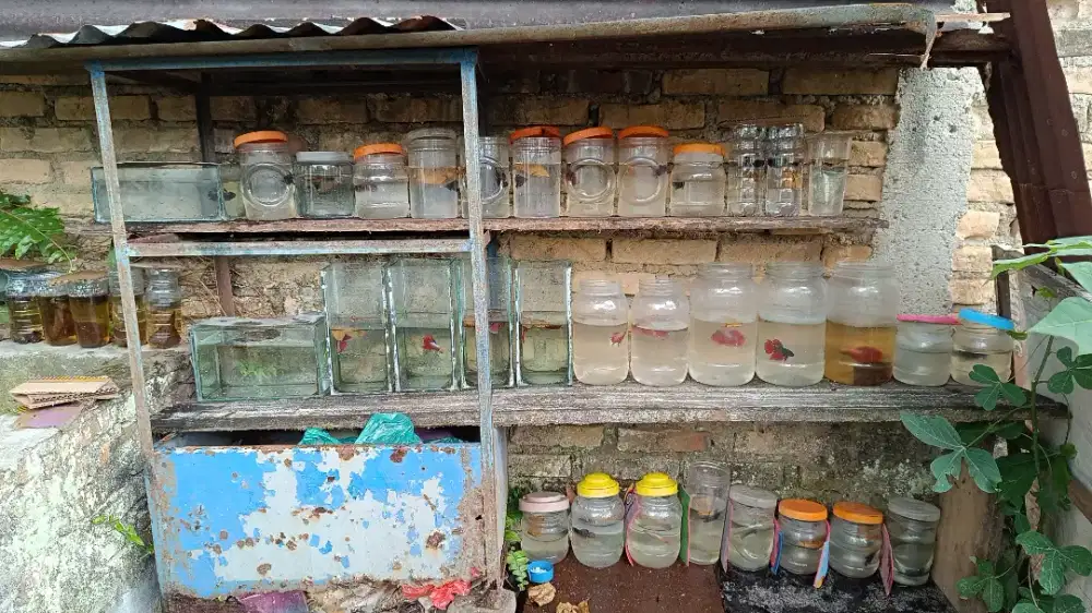 Ikan cupang halfmoon dan katung