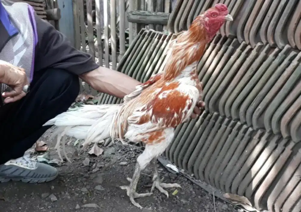 (( DIOBRAL )) Ayam Bangkok Import