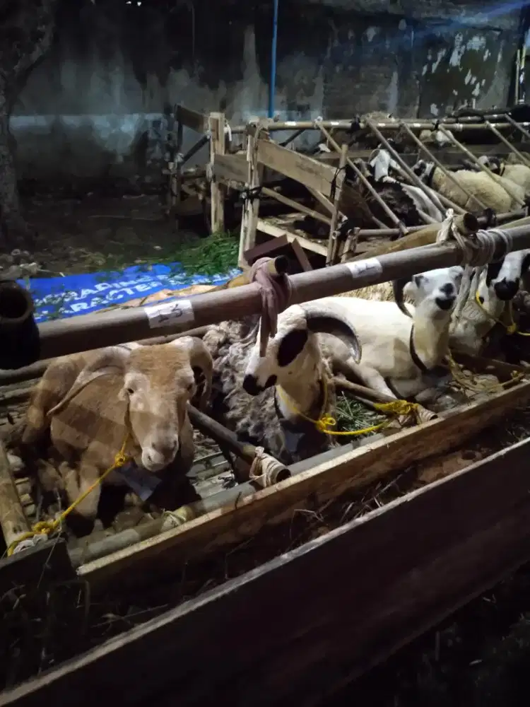 Domba dan sapi murah buat qurban gratis pengiriman.