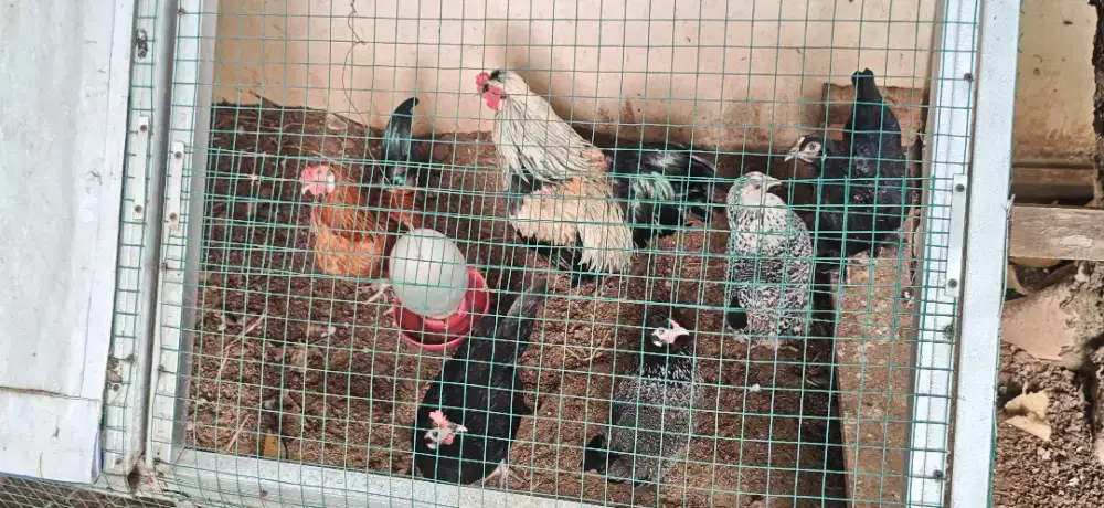 ayam kate & bangkok klasik