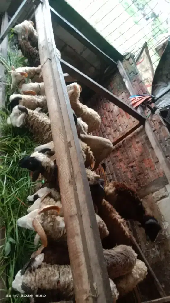 Domba aqiqah dan qurbann