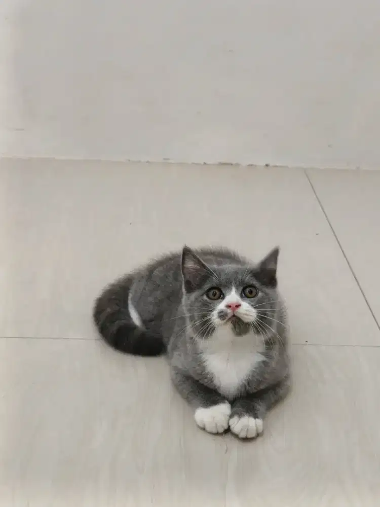 Bsh bico 3 bulan