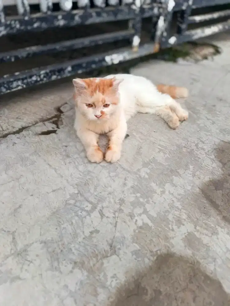 Open adopsi kucing jantan