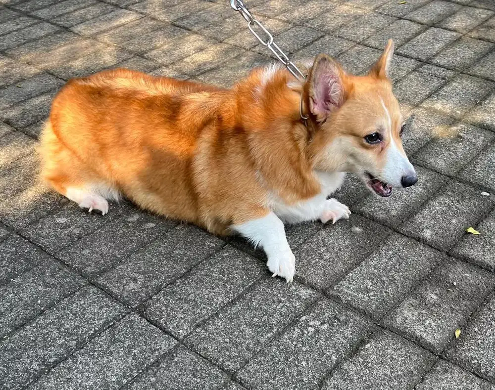 Kennel Boy (Rawat Corgi)