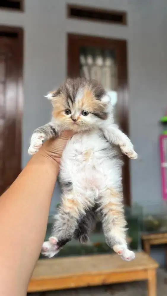 Kucing Munchkin