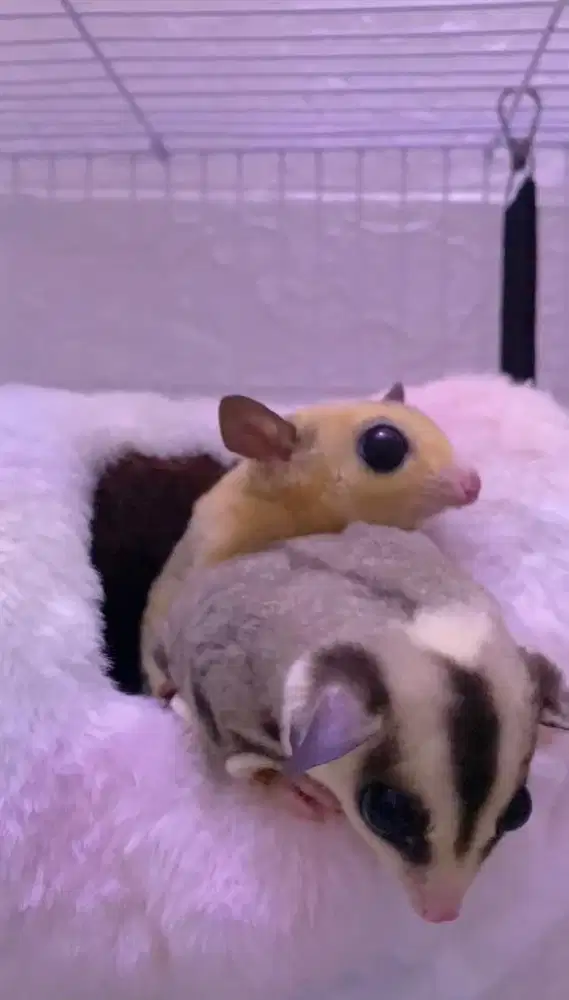 Sepasang Sugar Glider Mozaik Platinum Jantan dan Mozaik het leucistic