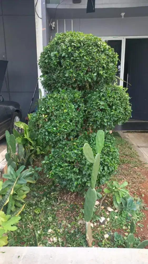 JUAL POHON BONSAI