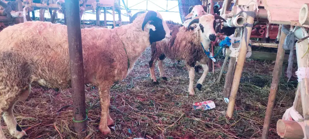 Domba dan Sapi Qurban Bersyariat