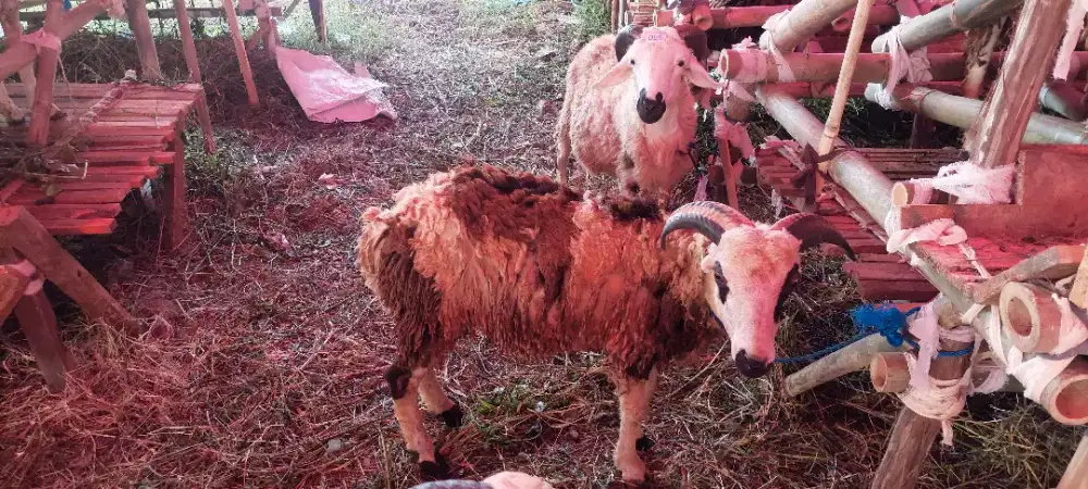 Domba Sapi Qurban Antapani Babakan Sari Kota Bandung