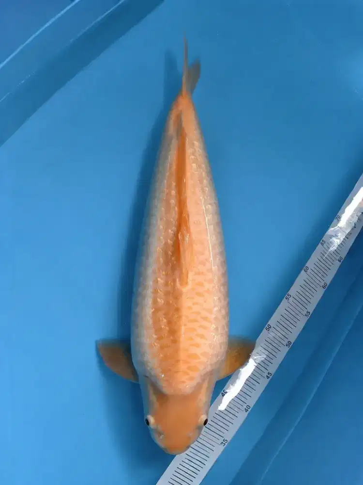 Koi Karashi Ginrin M55cm Jantan body tebal Berpunuk Ginrin rapet HQ