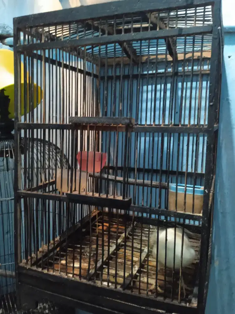 Burung berikut sangkar