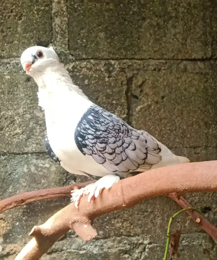 MERPATI HIAS SANTINET