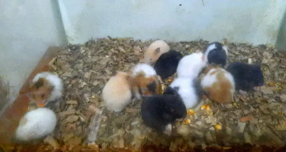 Hamster besar syrian