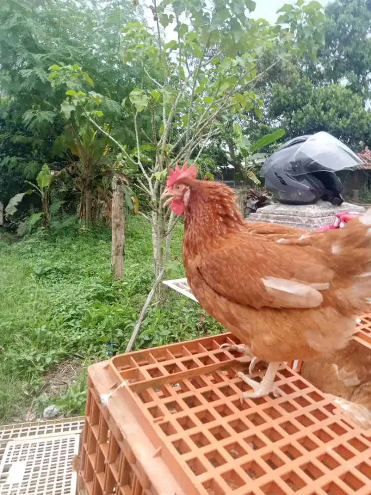 Jual ayam petelur