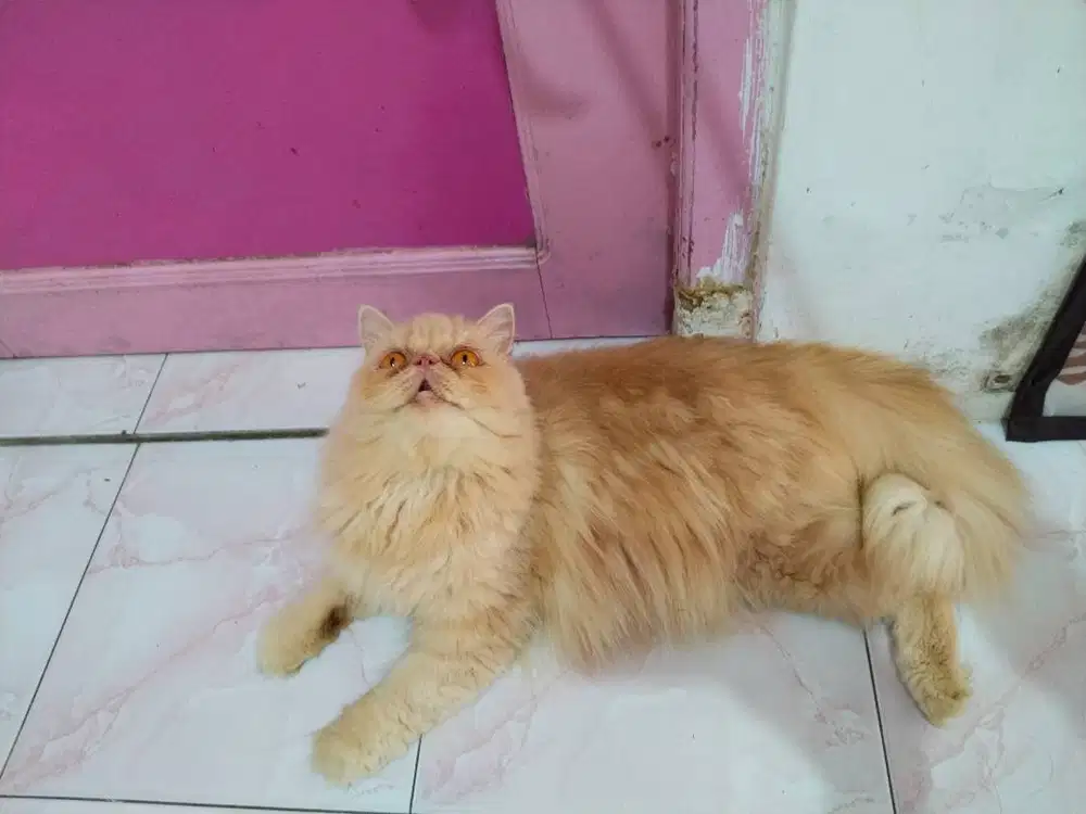 Kucing Peaknose