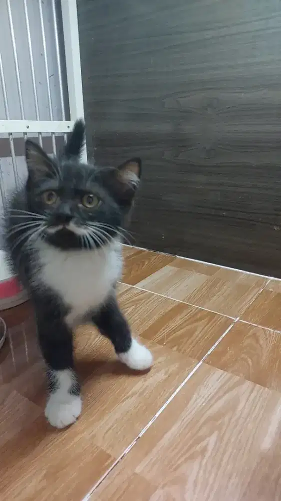 Kucing Persia Mix BSH British Short Hair Kitten Jantan