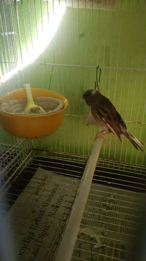 Burung Kenari Af, F1, BB, RasmiSf