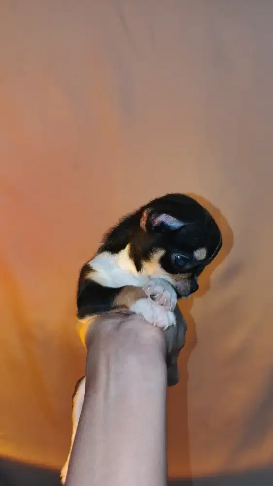 Chihuahua teacup jantan
